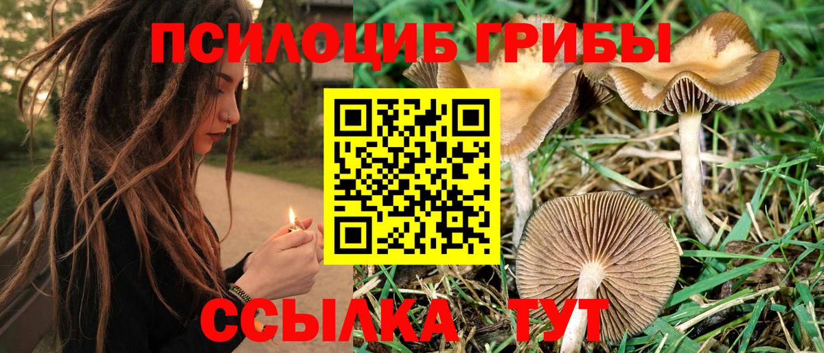 Галлюциногенные грибы Psilocybe  Вход с VPN  Губкин 